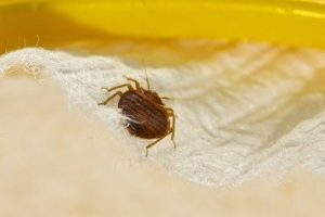 , Hospitality Industry Continues to Fight the Battle with Bed Bugs