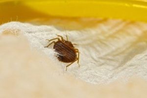 Depositphotos_14032548_xs-bed-bugs